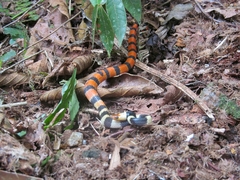 Oxyrhopus petolarius