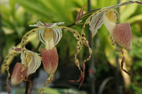 Giant-Leaf Paphiopedilum (Paphiopedilum gigantifolium)