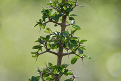Randia spinifex