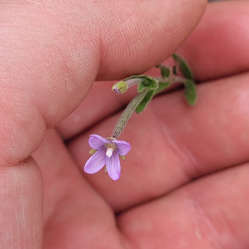 Aboriginal willowherb (Epilobium billardiereanum)