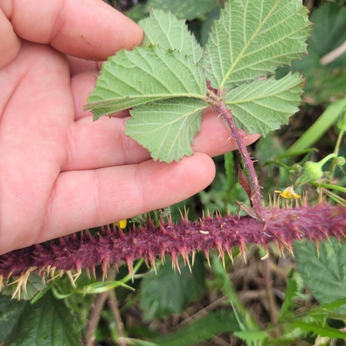 Rubus tuberculatus
