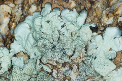 Xanthoparmelia maricopensis