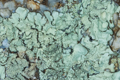 Xanthoparmelia maricopensis