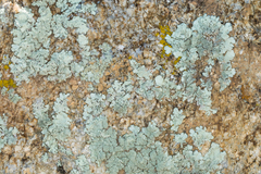 Xanthoparmelia maricopensis