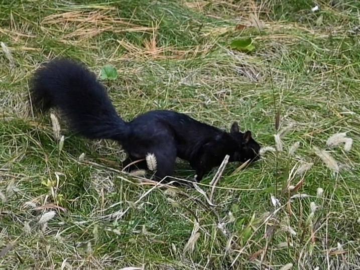 Eastern Gray Squirrel from Detroit Zoo, Huntington Woods, MI, US on ...