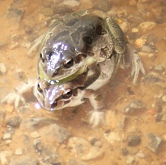 Pseudacris streckeri