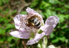 Halictus farinosus