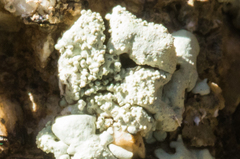 Xanthoparmelia maricopensis