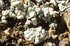 Xanthoparmelia maricopensis