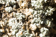 Xanthoparmelia maricopensis