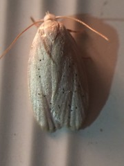 Durrantia piperatella