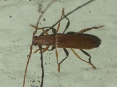 Hypexilis pallida