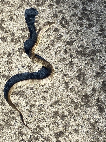 Tiger Snake sighting