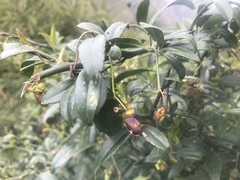 Prinsepia scandens