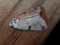 Maliattha concinnimacula