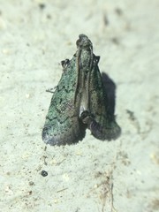 Cacotherapia flexilinealis