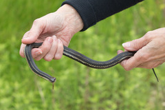 Nerodia clarkii clarkii