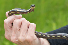 Nerodia clarkii clarkii