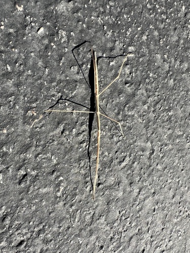 iNaturalist observation photo of Western Short-horned Walkingstick