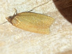 Sparganothis distincta