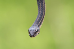 Nerodia clarkii clarkii