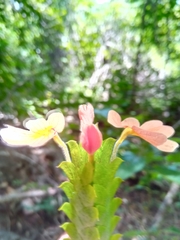 Crossandra longispica