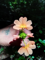 Crossandra longispica