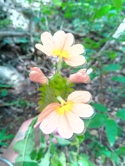 Crossandra longispica