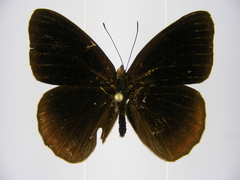 Sevenia occidentalium