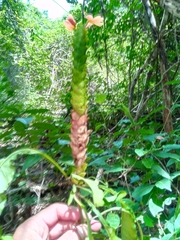 Crossandra longispica
