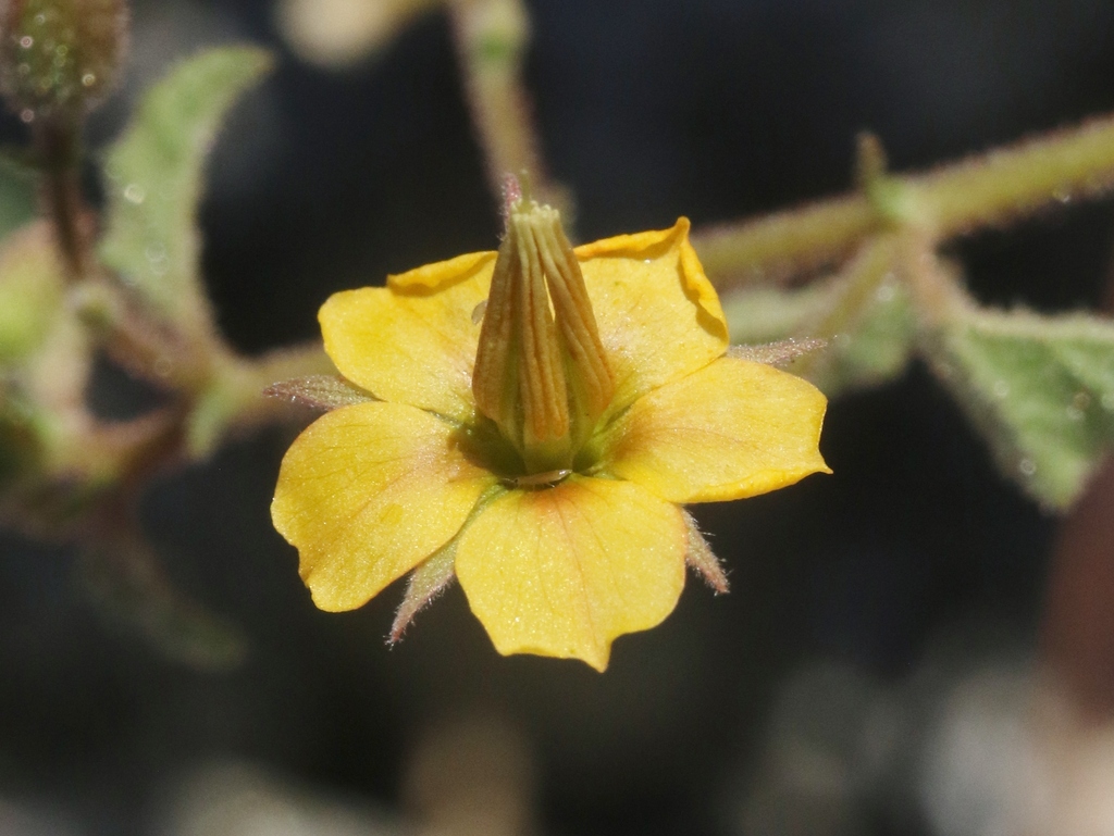 Hermannia palmeri