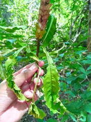 Crossandra longispica