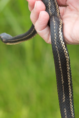 Nerodia clarkii clarkii