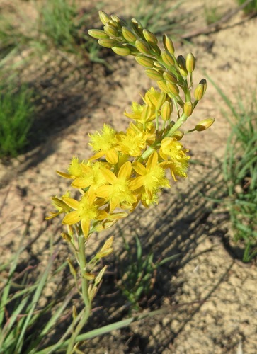 Bulbine cepacea