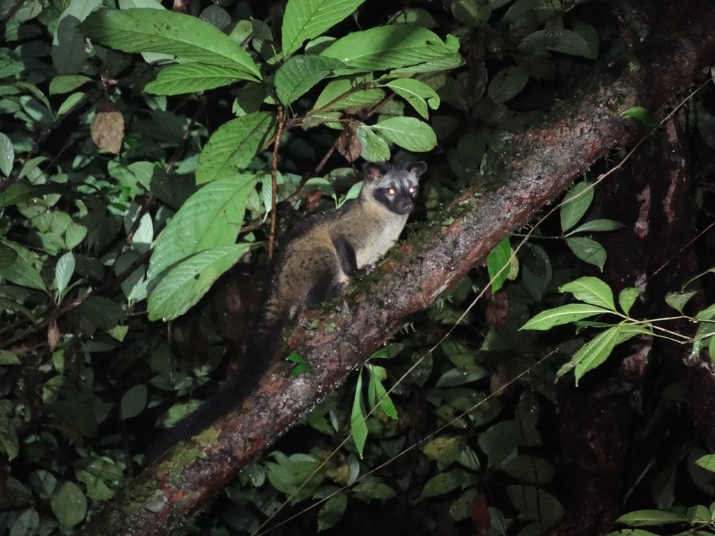 Common Palm Civet
