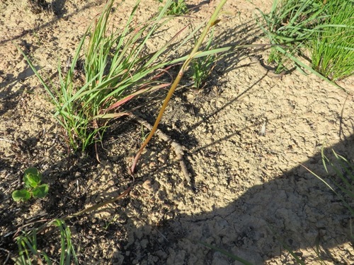 Bulbine cepacea