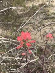 Castilleja foliolosa