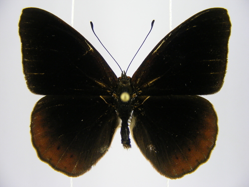 Velvet Tree Nymph