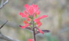 Castilleja foliolosa