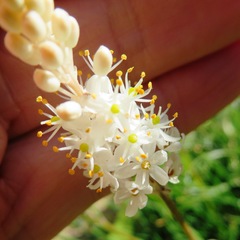 Bulbinella trinervis