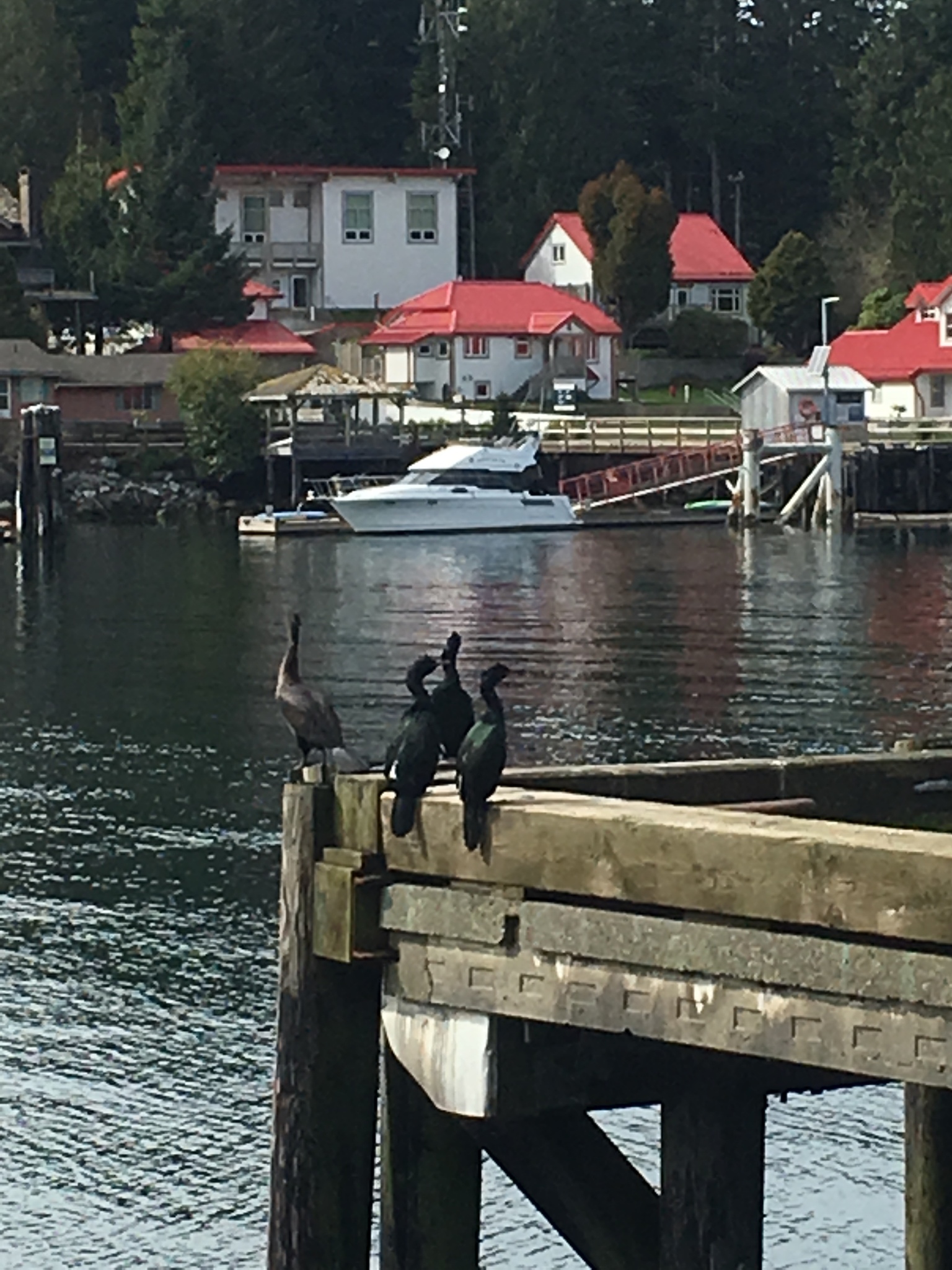 Pelagic Cormorant