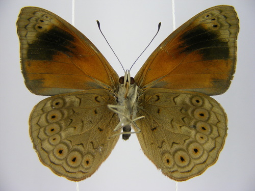 Velvet Tree Nymph