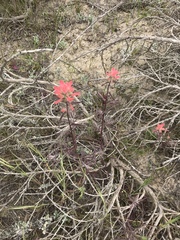 Castilleja foliolosa