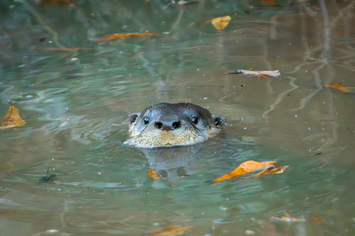 North American River Otter photographed in Georgia