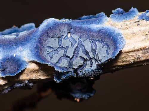 Cobalt Crust