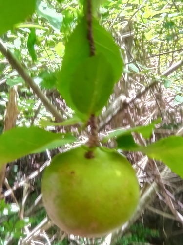 Humbertioturraea rhamnifolia image