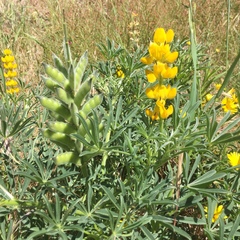 Lupinus luteus