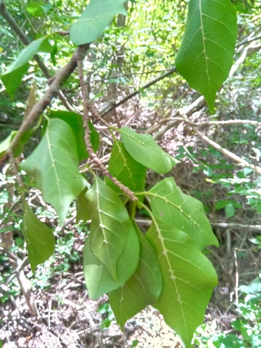 Humbertioturraea rhamnifolia image