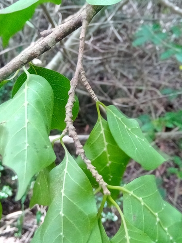 Humbertioturraea rhamnifolia image