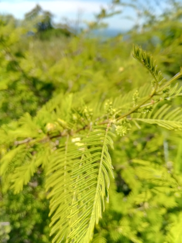 Dichrostachys akataensis image